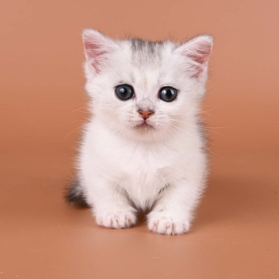 Munchkin Iris