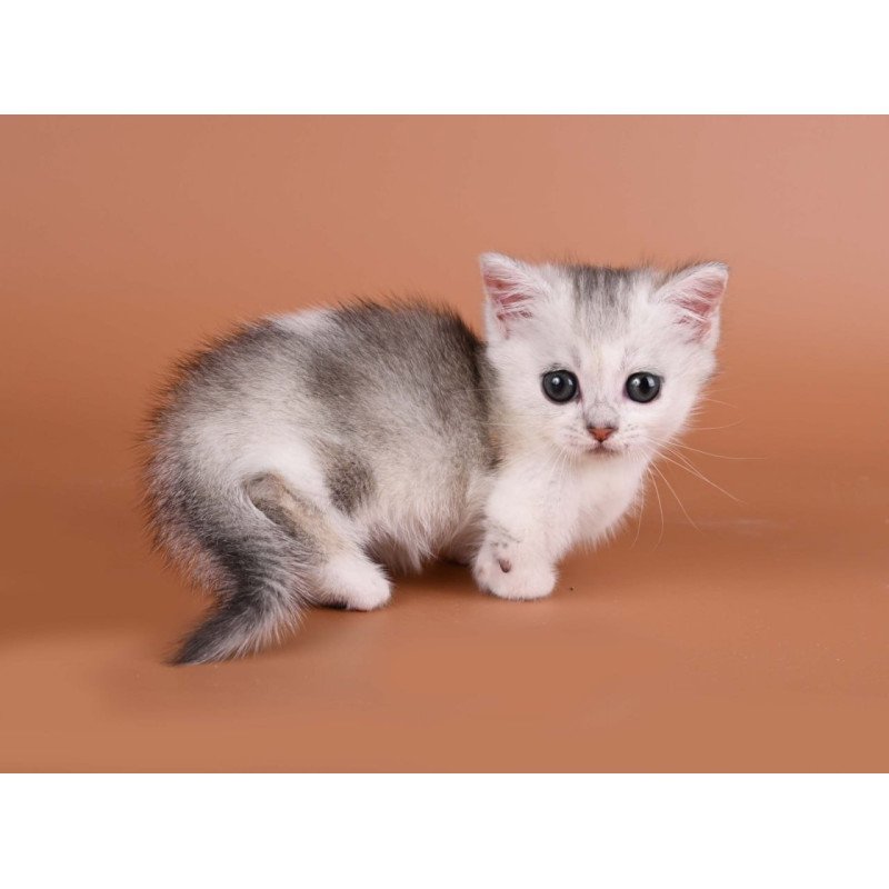 Munchkin Iris
