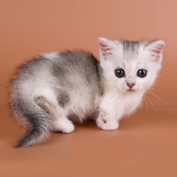 Munchkin Iris