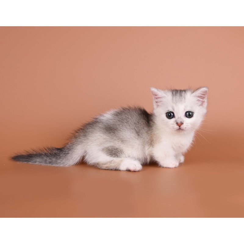 Munchkin Iris