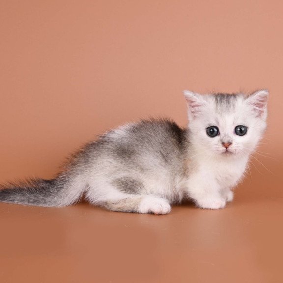 Munchkin Iris