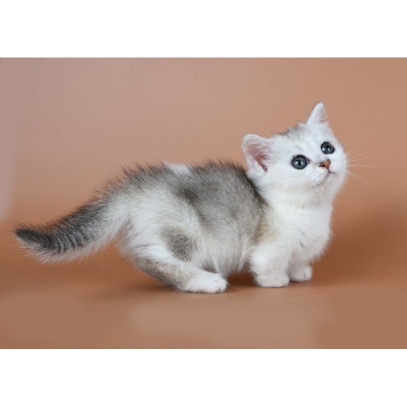 Munchkin Iris