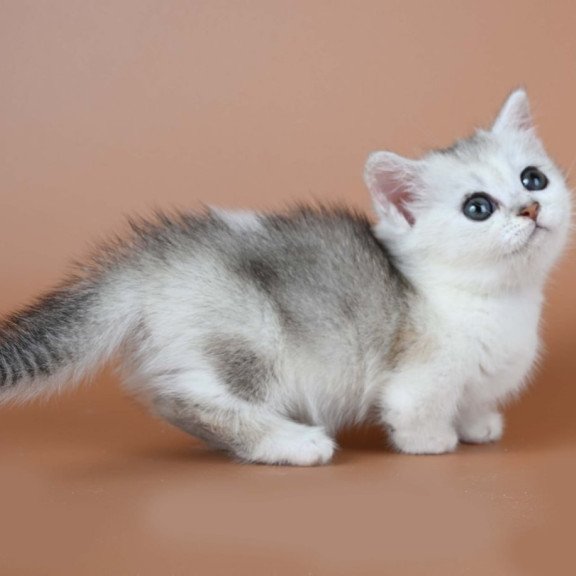 Munchkin Iris