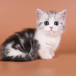 Munchkin Ilene