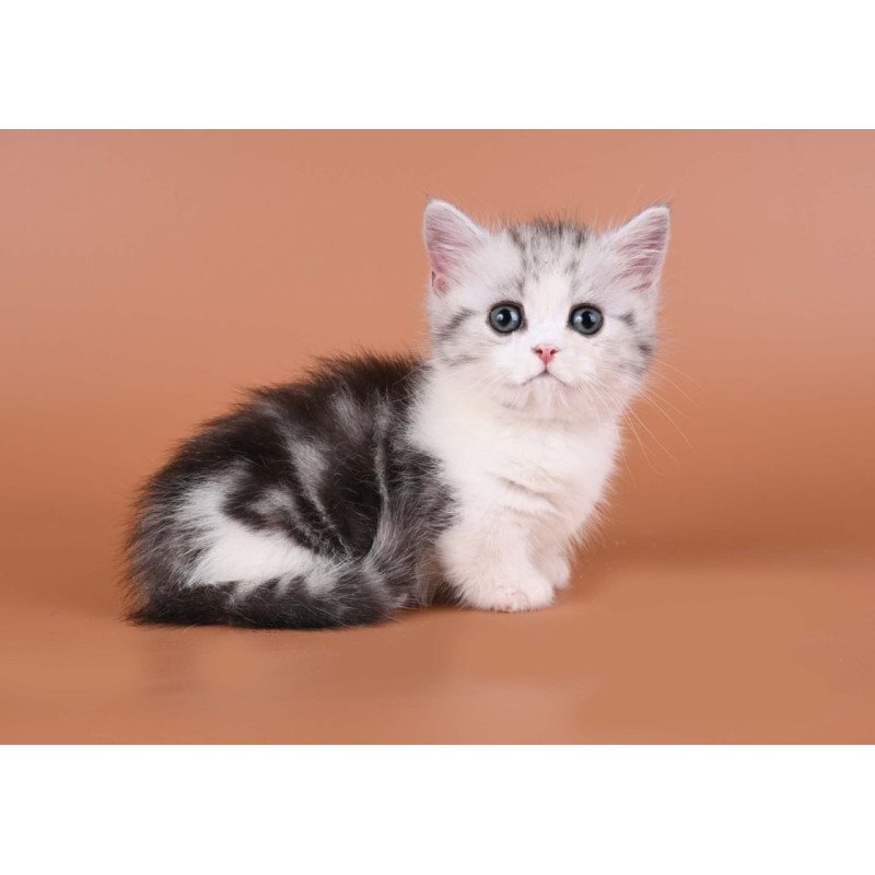 Munchkin Ilene
