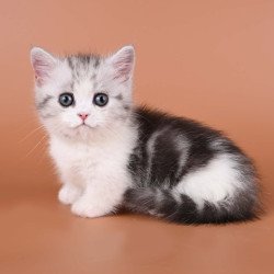 Munchkin Ilene