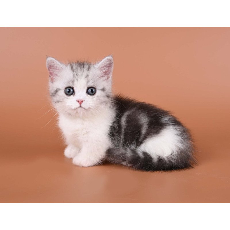 Munchkin Ilene