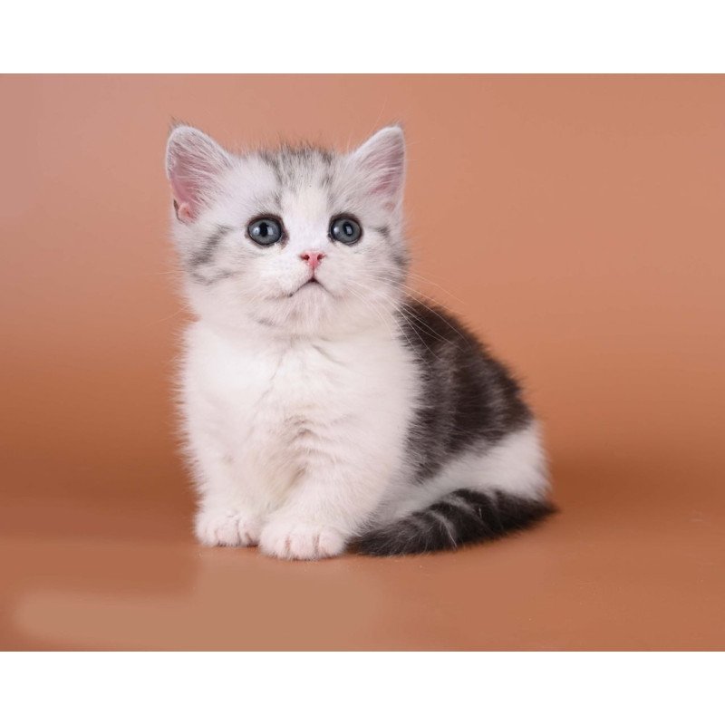 Munchkin Ilene