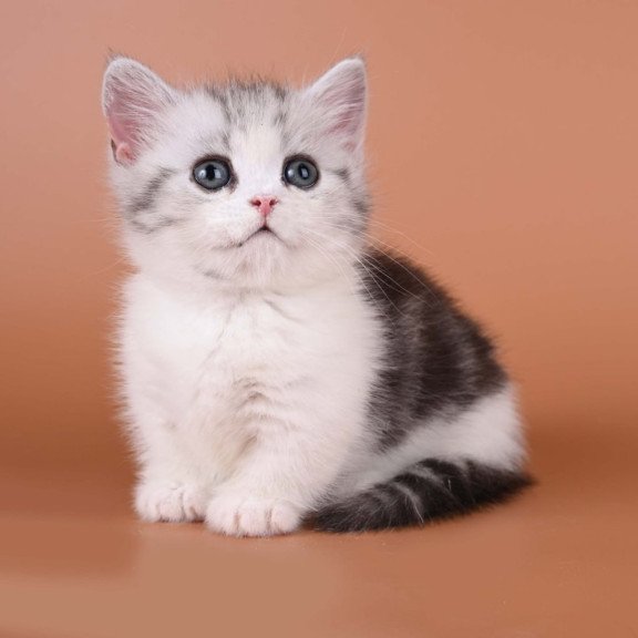 Munchkin Ilene