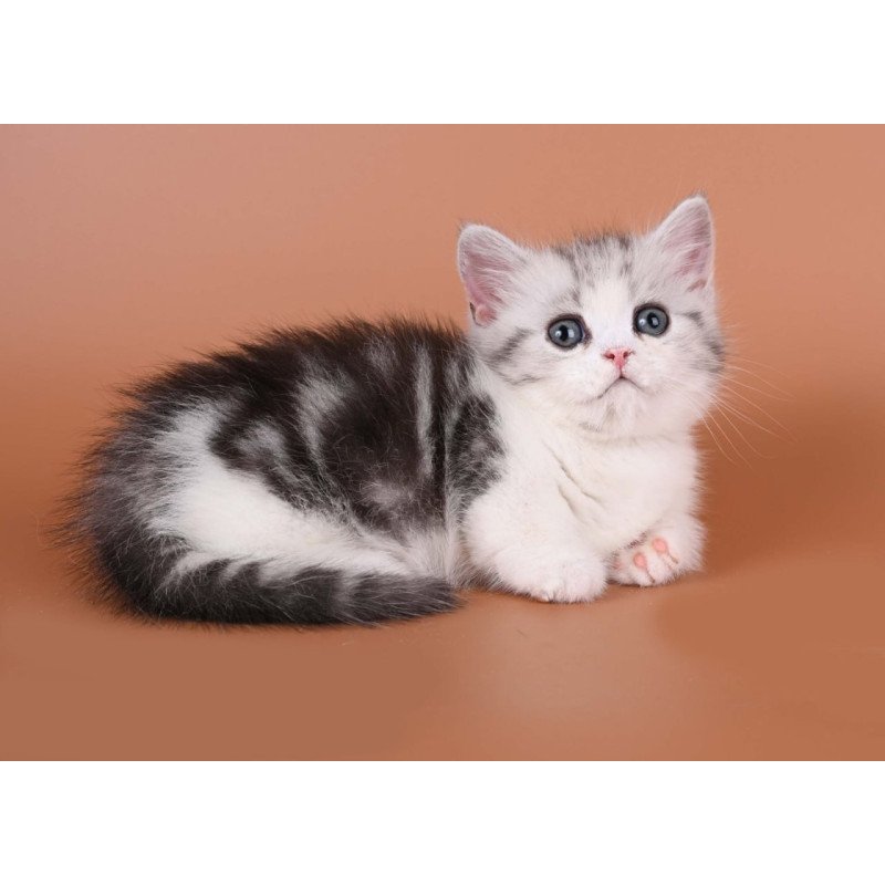 Munchkin Ilene