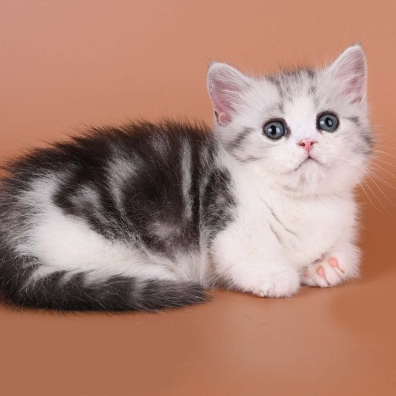 Munchkin Ilene