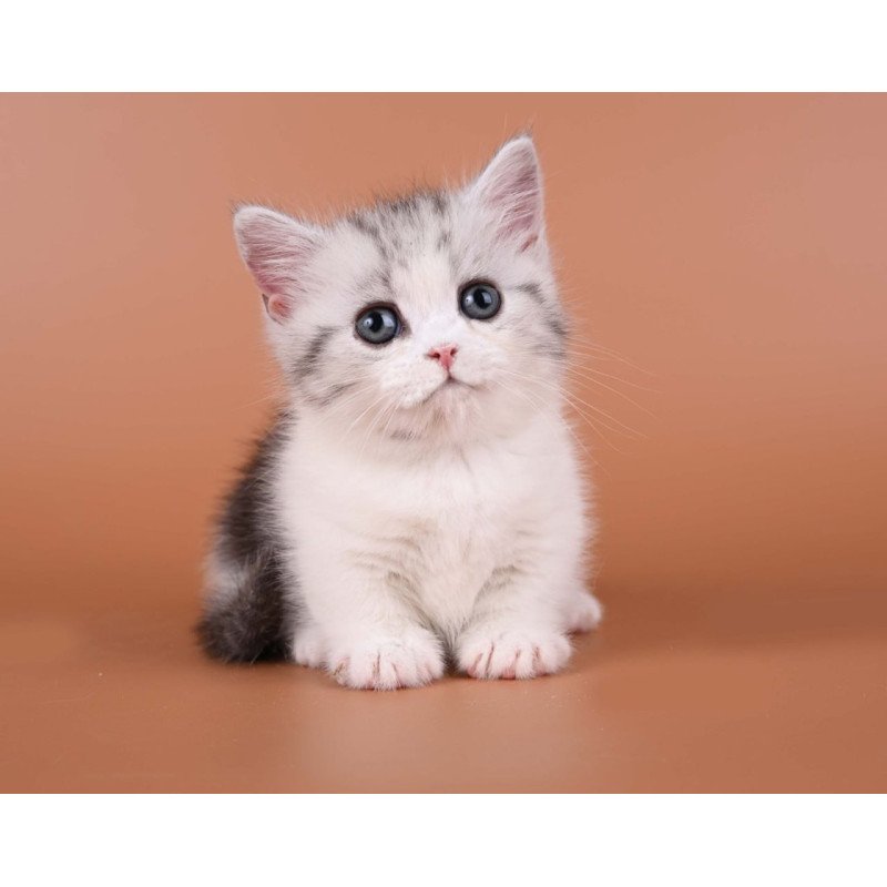 Munchkin Ilene