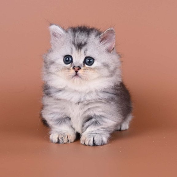 Munchkin Ira