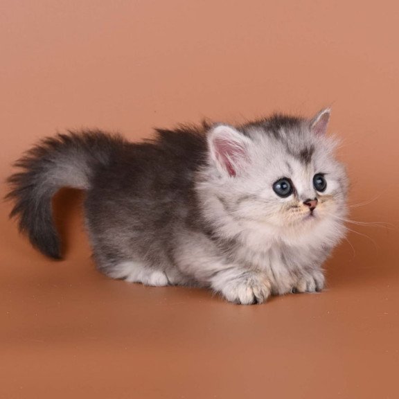 Munchkin Ira