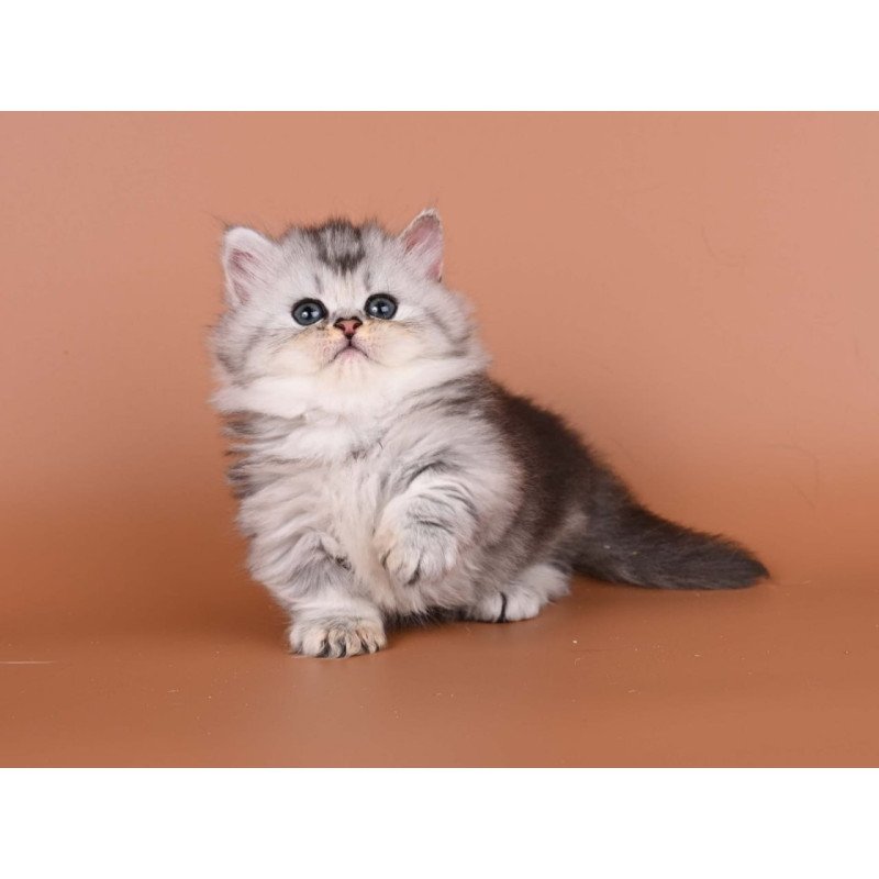 Munchkin Ira