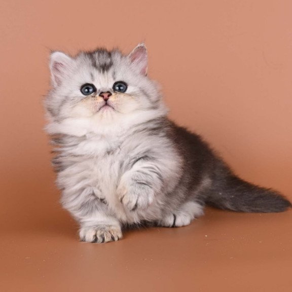 Munchkin Ira