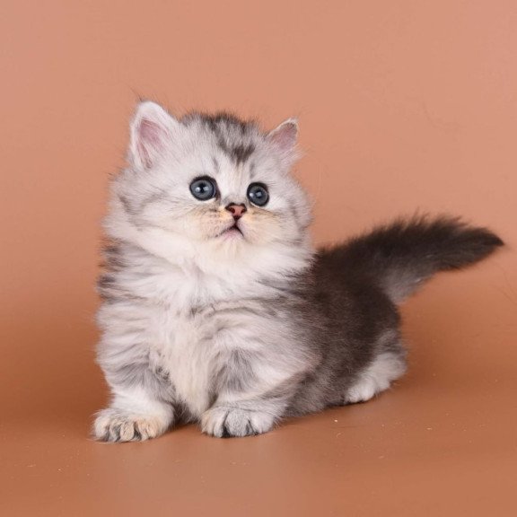 Munchkin Ira