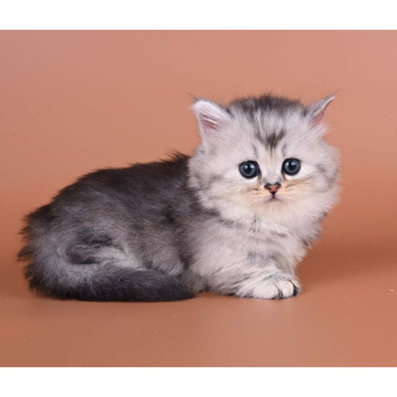 Munchkin Ira