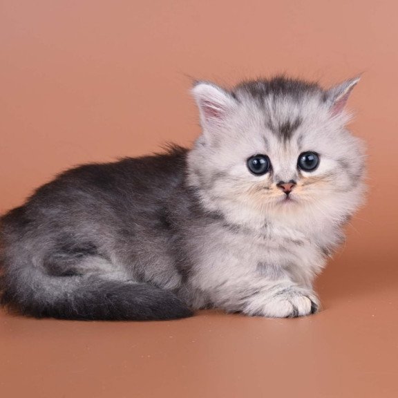 Munchkin Ira