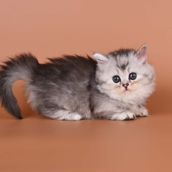 Munchkin Ira