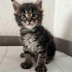 Maine Coon Iris