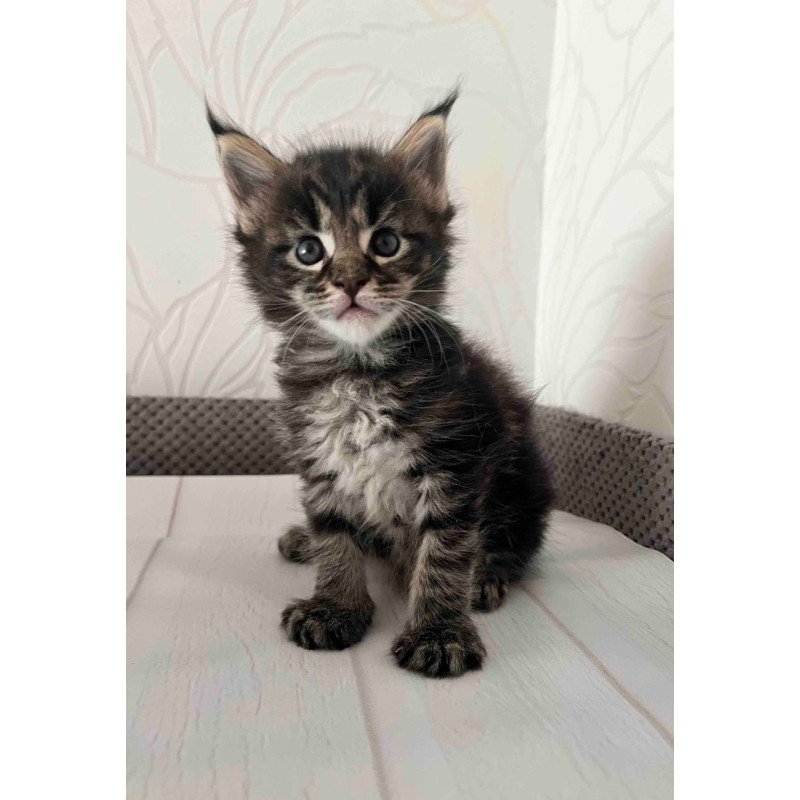 Maine Coon Iris