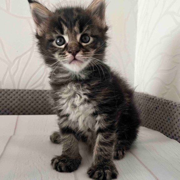 Maine Coon Iris