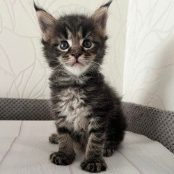 Maine Coon Iris