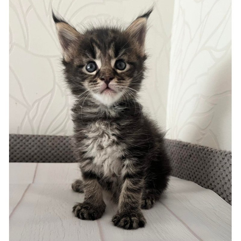 Maine Coon Iris
