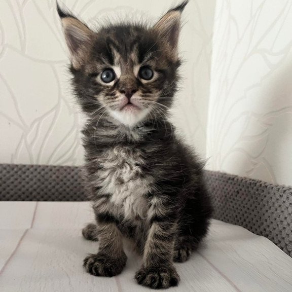 Maine Coon Iris