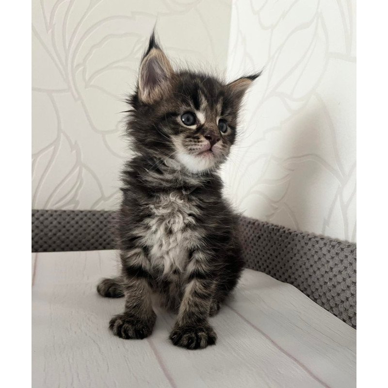 Maine Coon Iris