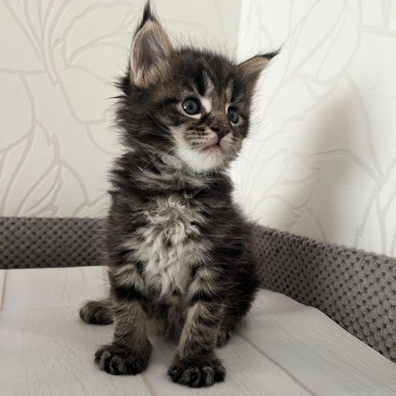 Maine Coon Iris