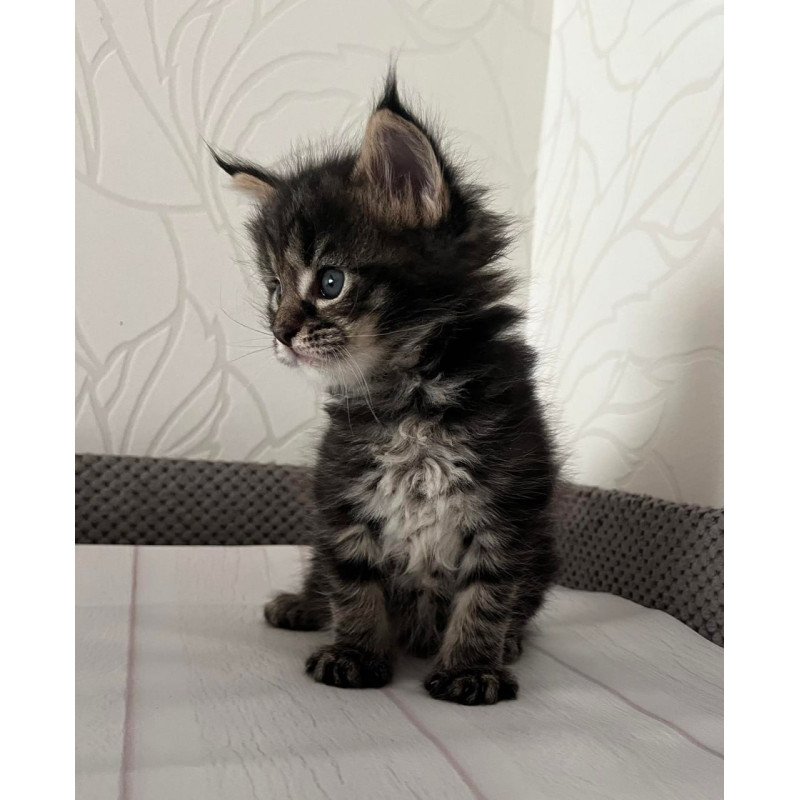 Maine Coon Iris