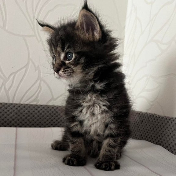 Maine Coon Iris