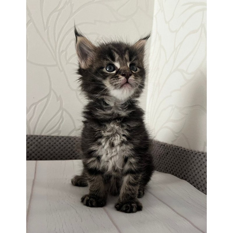 Maine Coon Iris