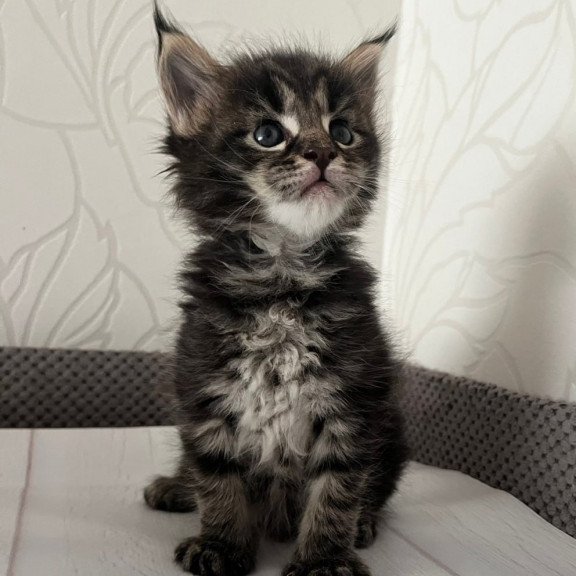 Maine Coon Iris