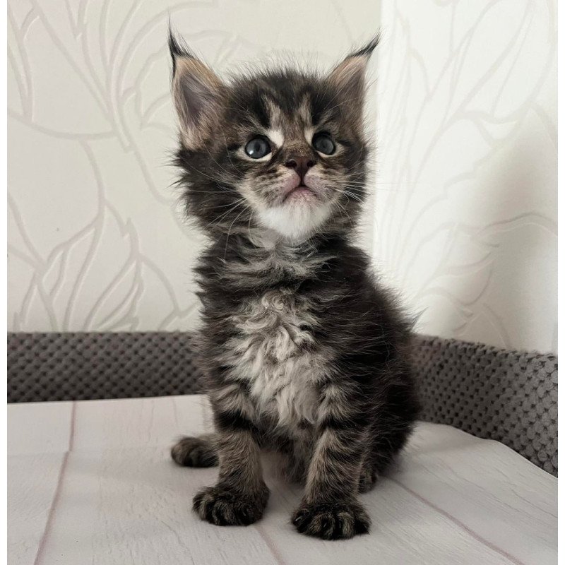Maine Coon Iris