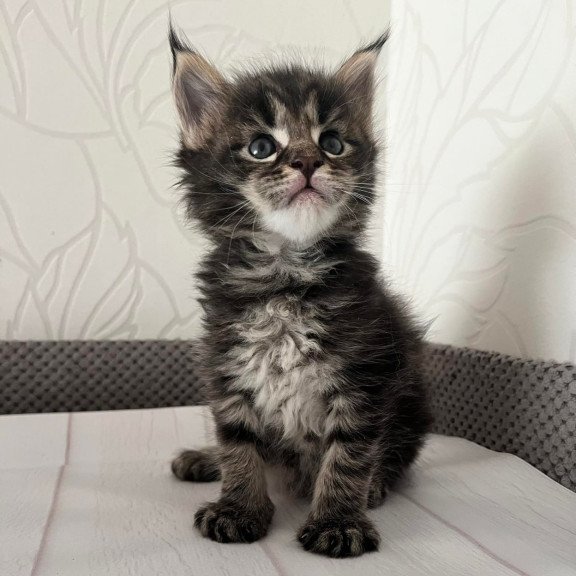 Maine Coon Iris