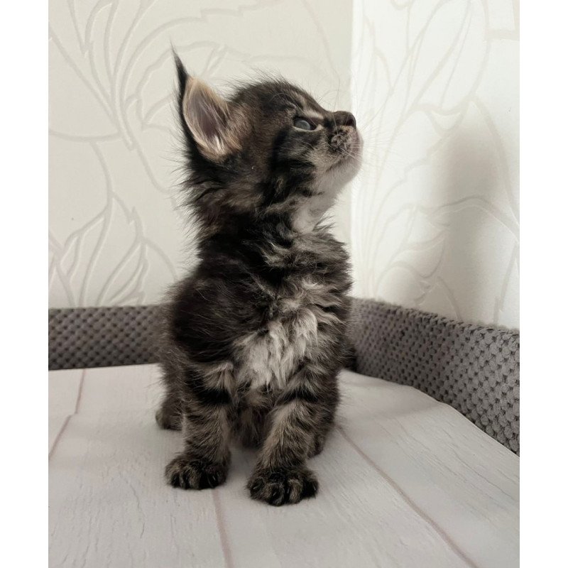 Maine Coon Iris