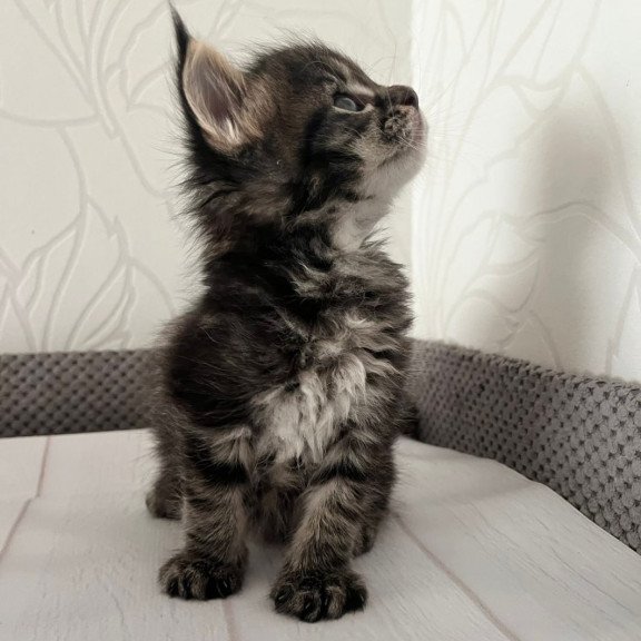 Maine Coon Iris