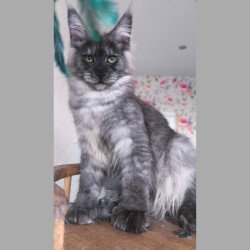 Maine Coon NOV Nikson...