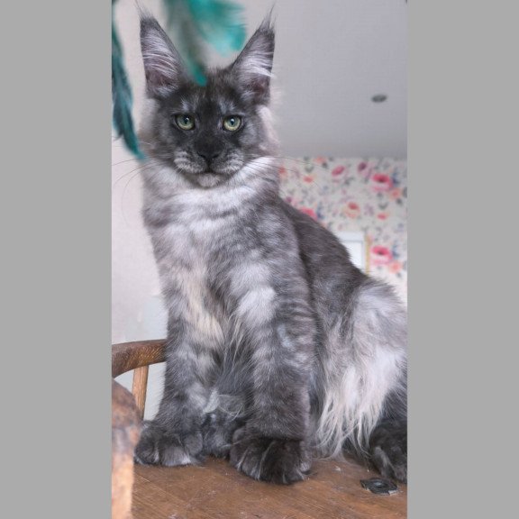 Maine Coon NOV Nikson Polydactyl