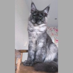 Maine Coon NOV Nikson...