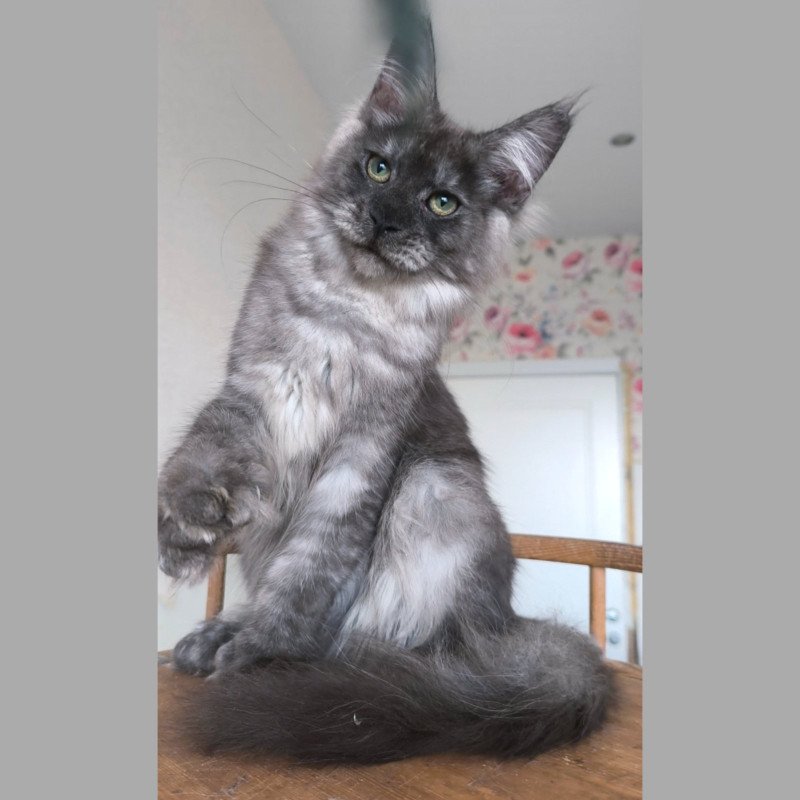 Maine Coon NOV Nikson Polydactyl