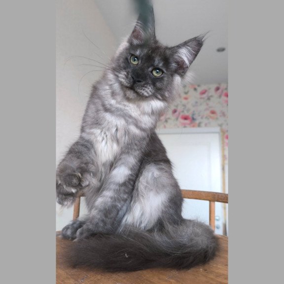 Maine Coon NOV Nikson Polydactyl