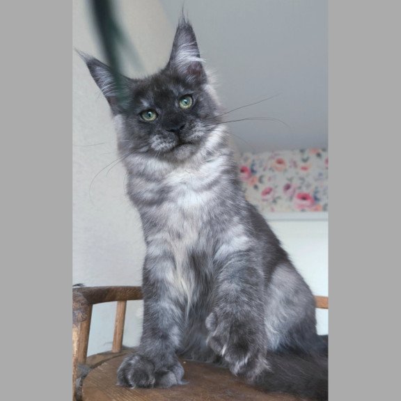 Maine Coon NOV Nikson Polydactyl