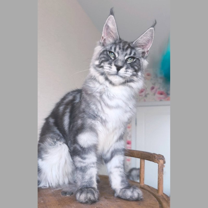 Maine Coon NOV Nik