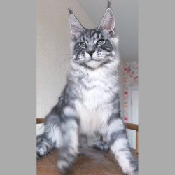 Maine Coon NOV Nik