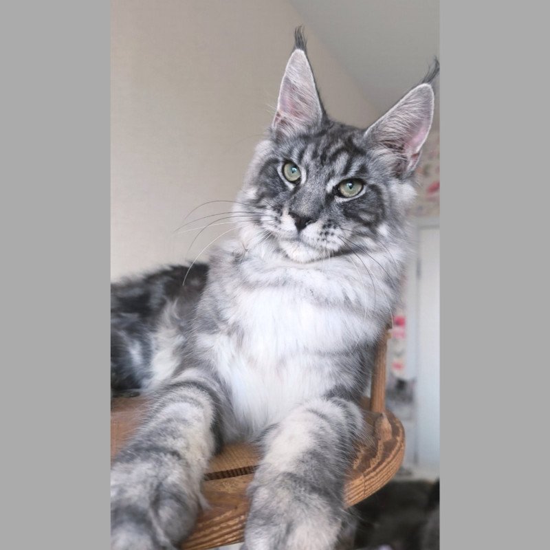 Maine Coon NOV Nik