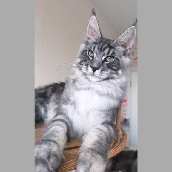 Maine Coon NOV Nik